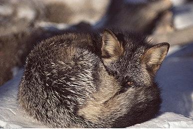 万代《绯红结系》联动7月TV动画 发现动画暗号获得游戏奖励