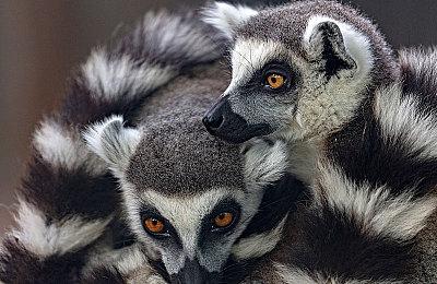 《最终幻想像素重制》系列《FF6》将于明年2月发售